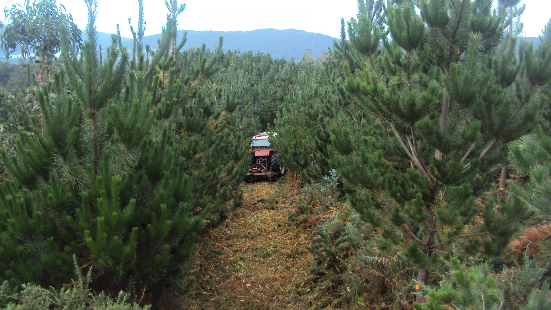 1. Desbroce forestal DSC00659