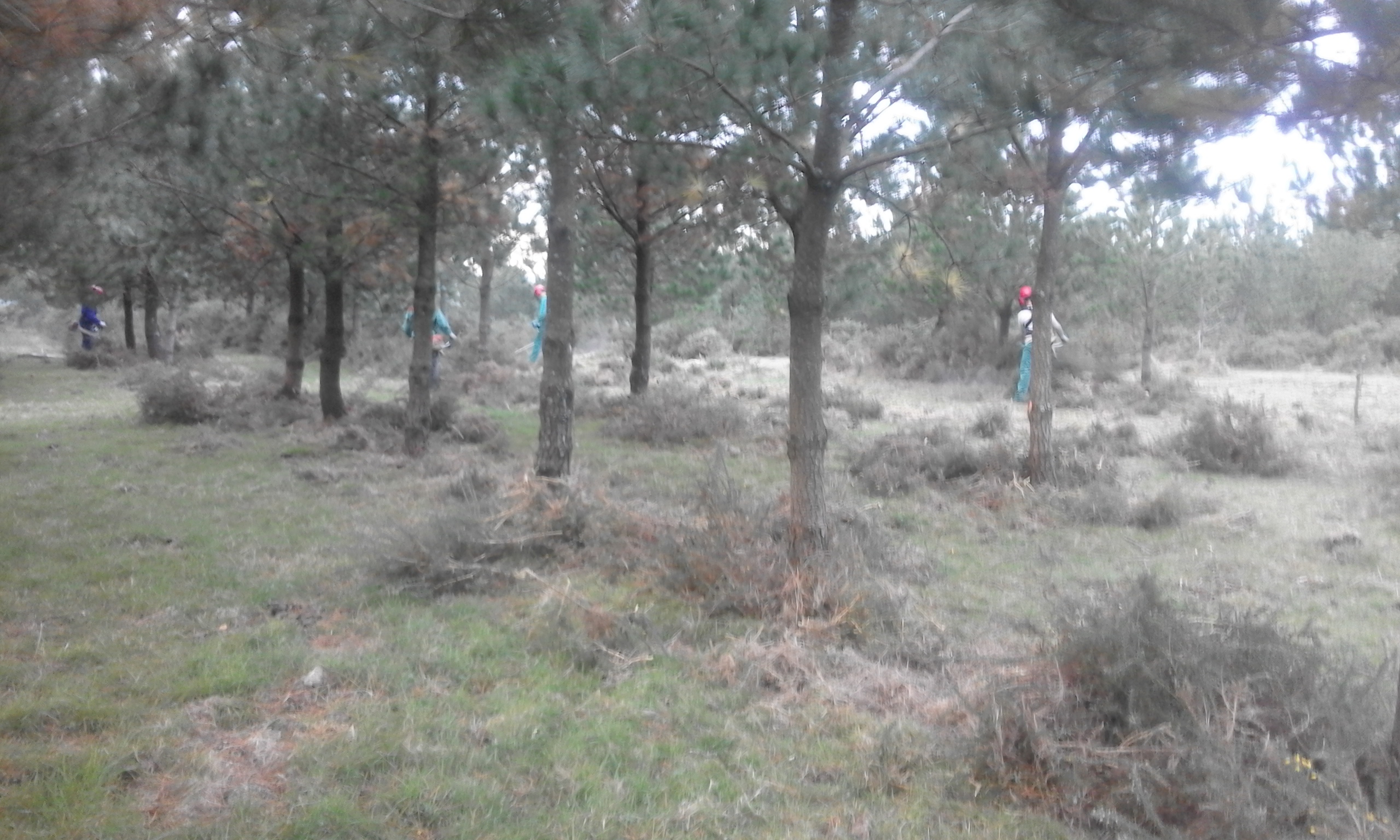 10. Podas 20161202_094106