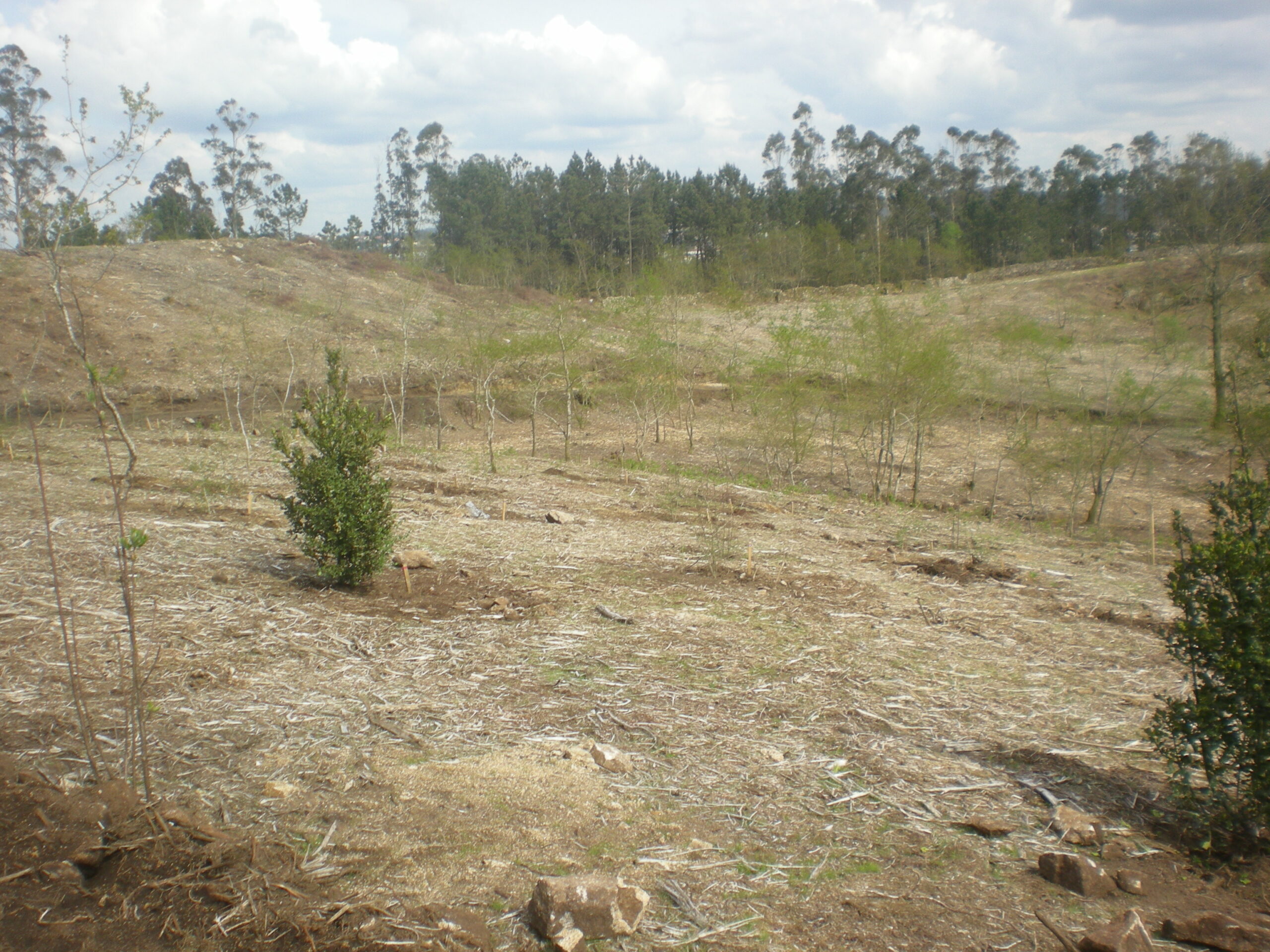 13. Arbolado DSCN2949