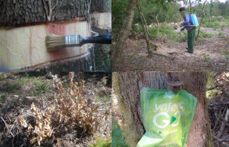 3. Herbicidas forestales