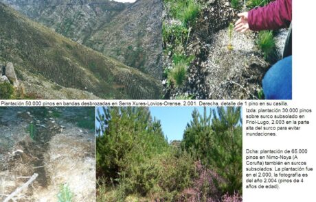 5dplantacionesconifera