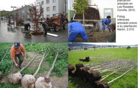 6ePlantacionarbolesenCoruña