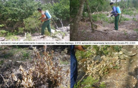 7cTratamientoacaciasDSCN3538