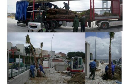 b.Plantaciónpalmeras