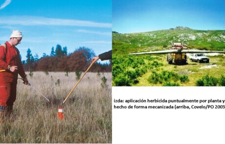 herbicidas forestales